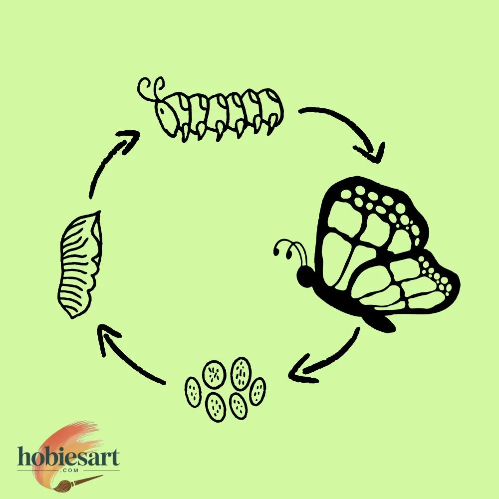Butterfly Life Cycle