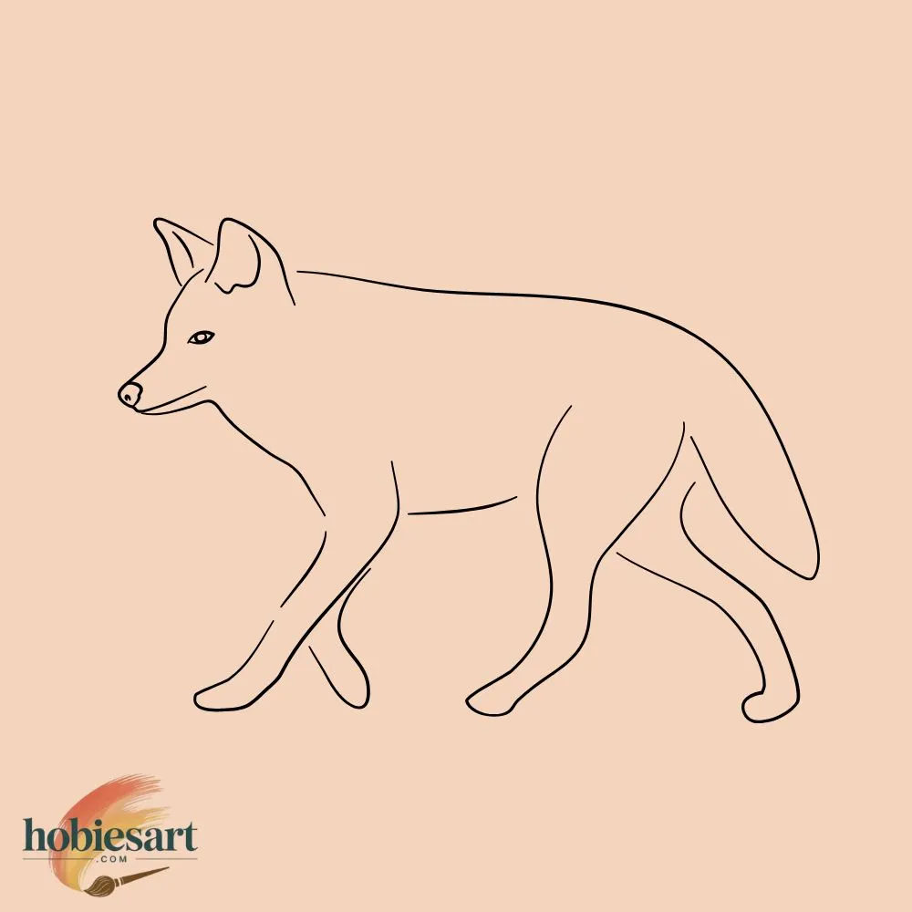 Coyote