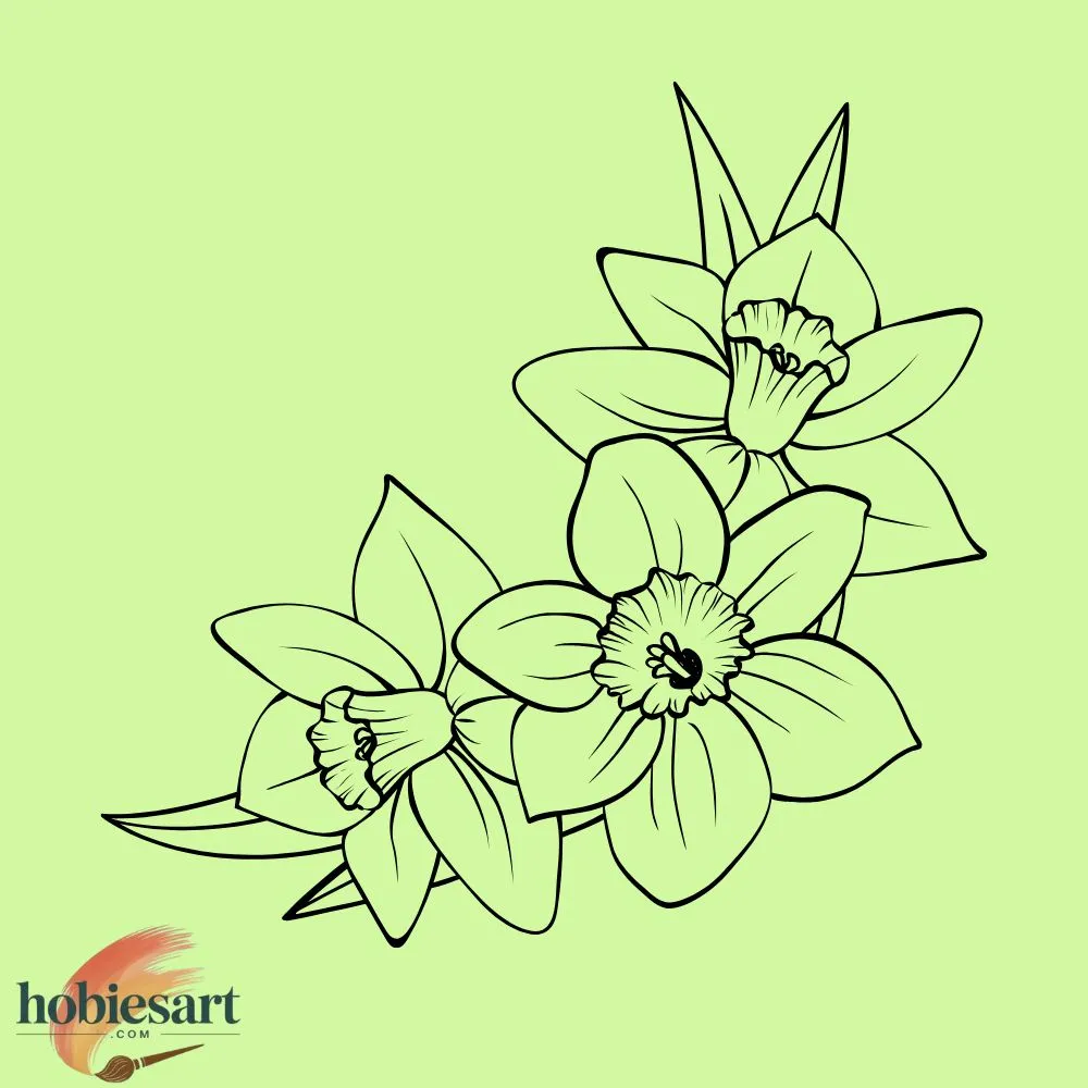 Daffodil