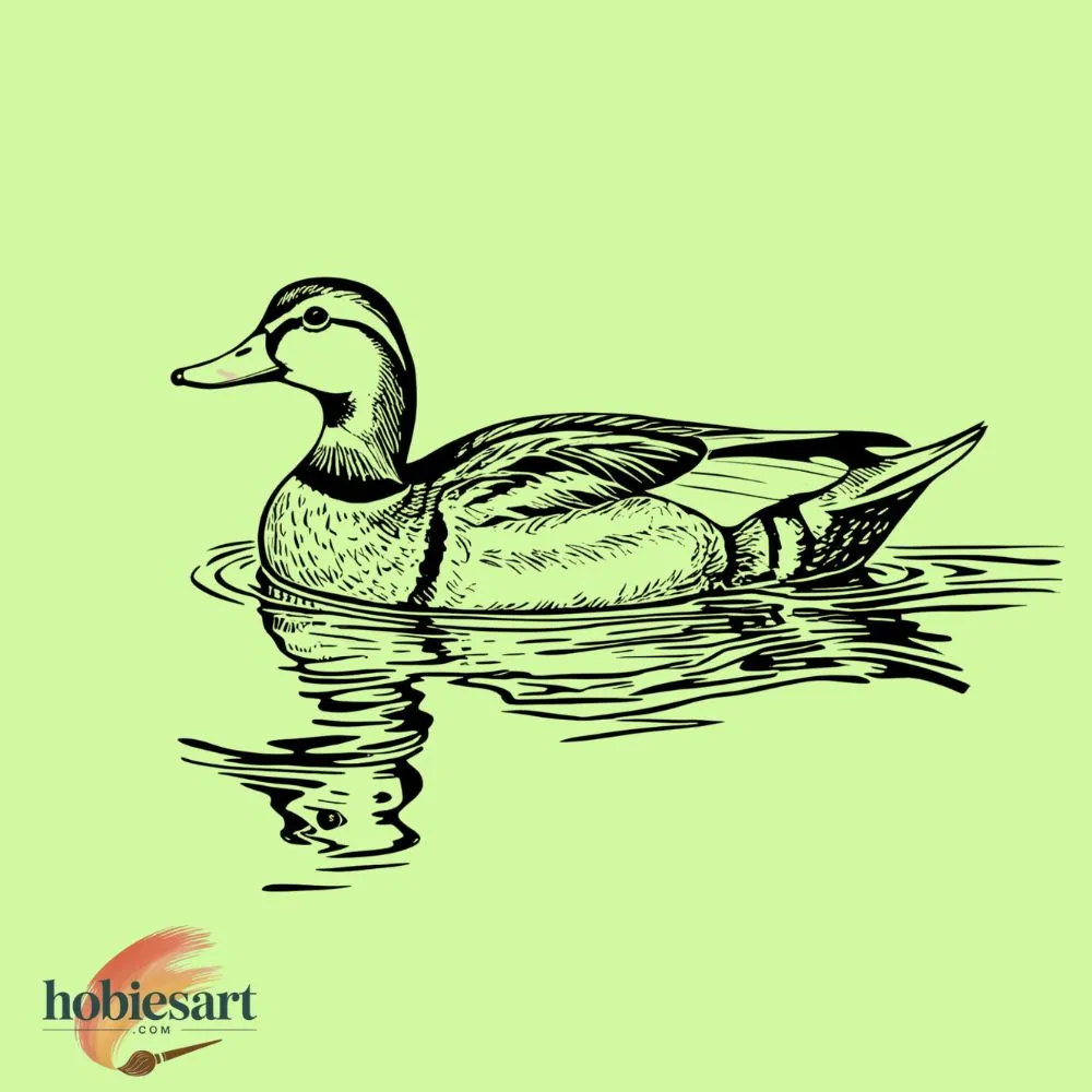 Duck Swimming