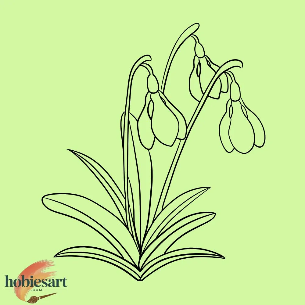 Snowdrop
