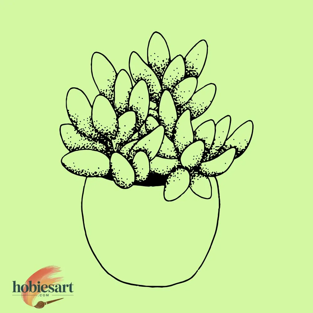 Succulent