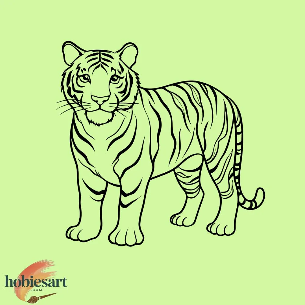 Tiger Sketch