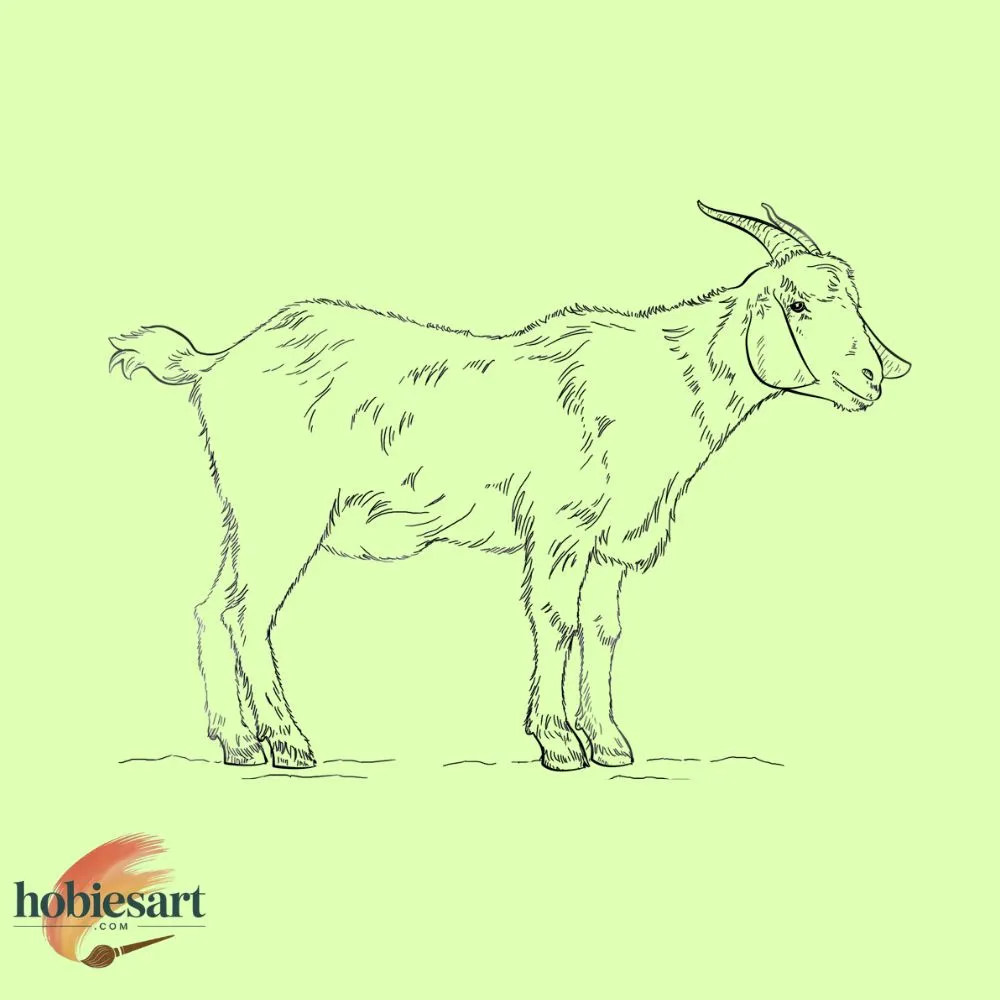 Healthy Goat