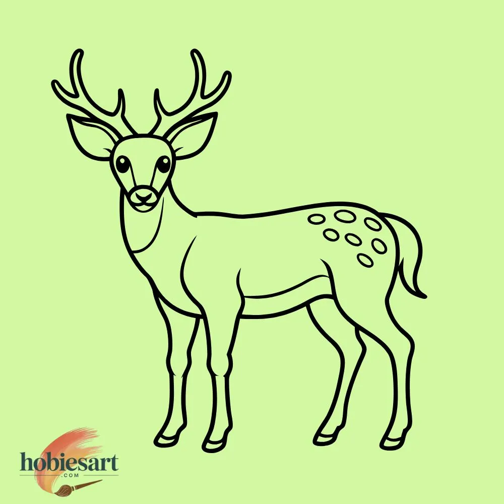 Deer in Forest