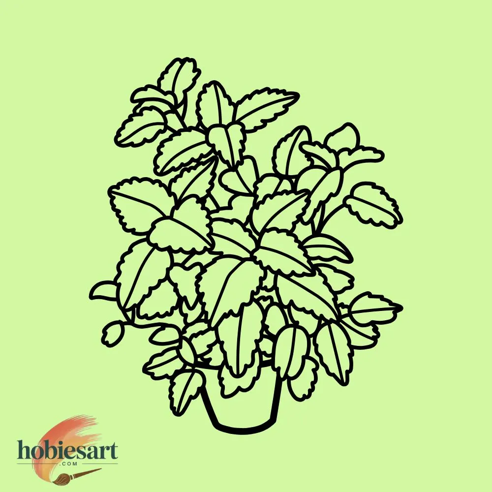 Potted Mint