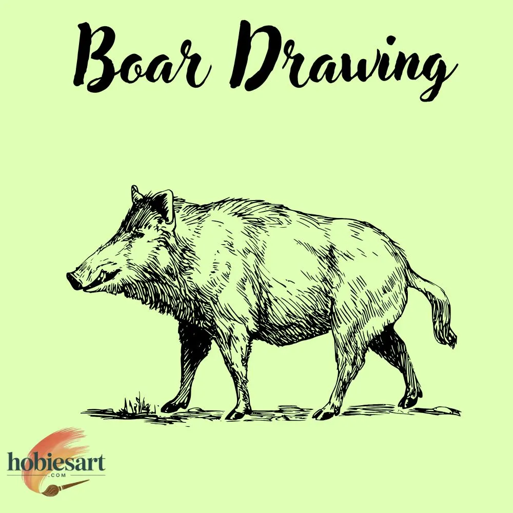 Boar Drawing