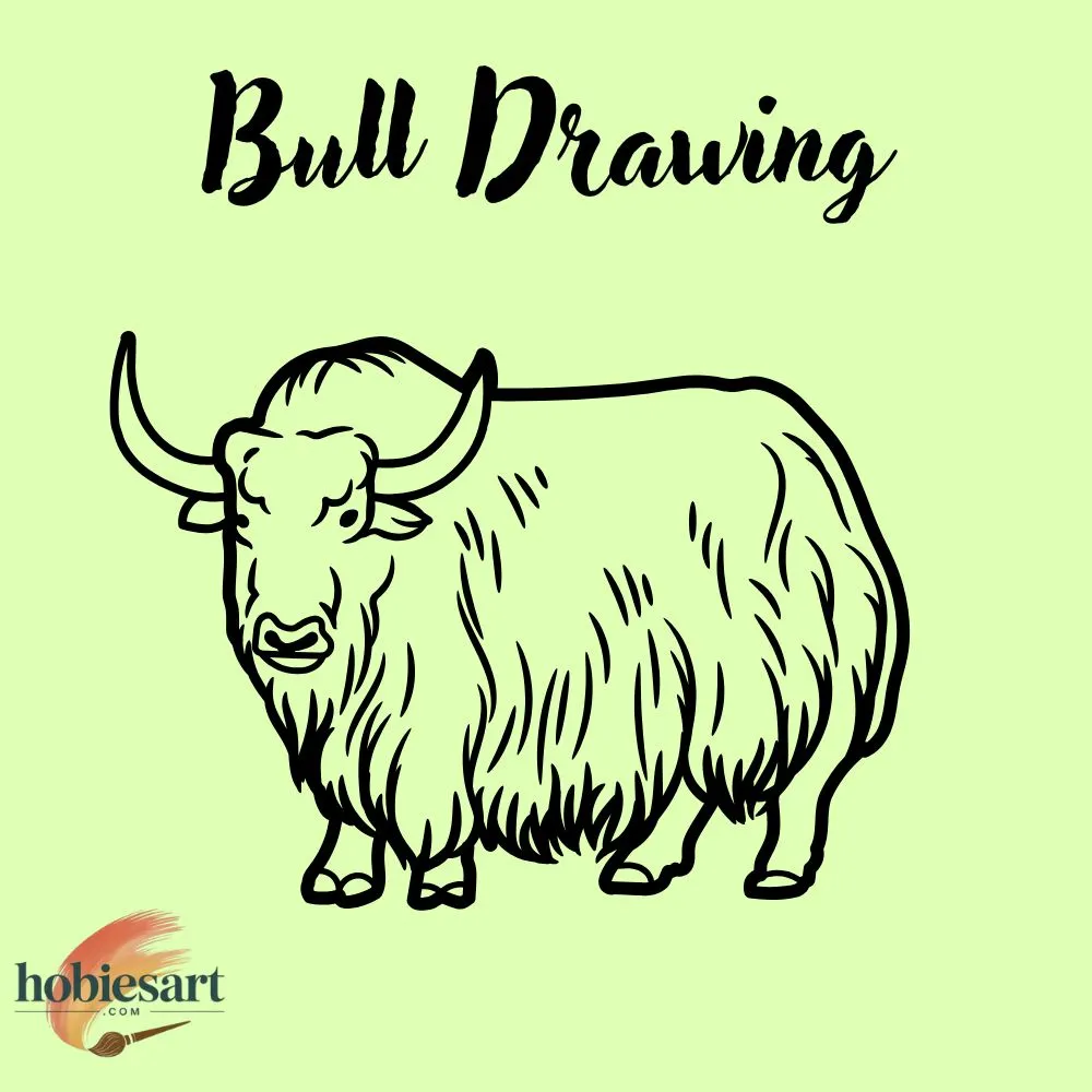 Bull Drawing