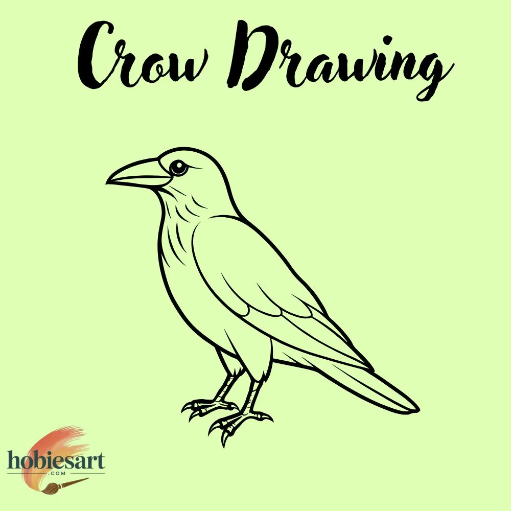 Crow Drawing