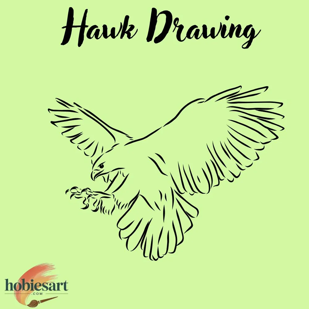 Hawk Drawing