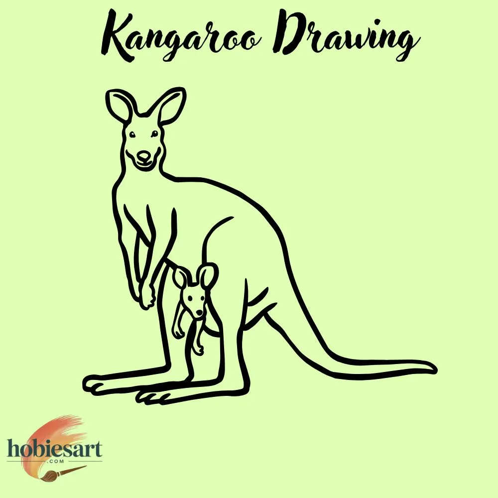 Kangaroo Drawing