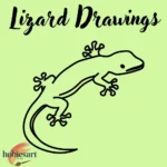 Lizard Drawings