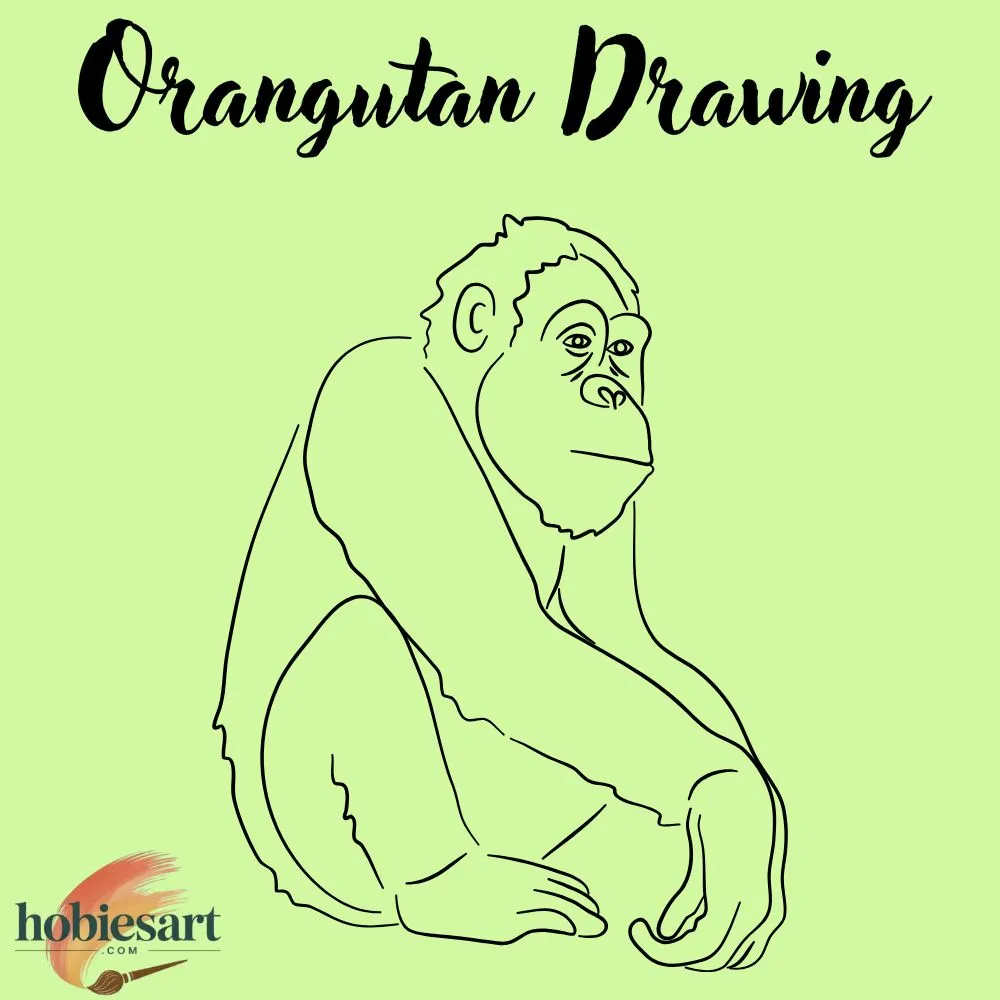 Orangutan Drawing