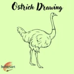 Ostrich Drawing