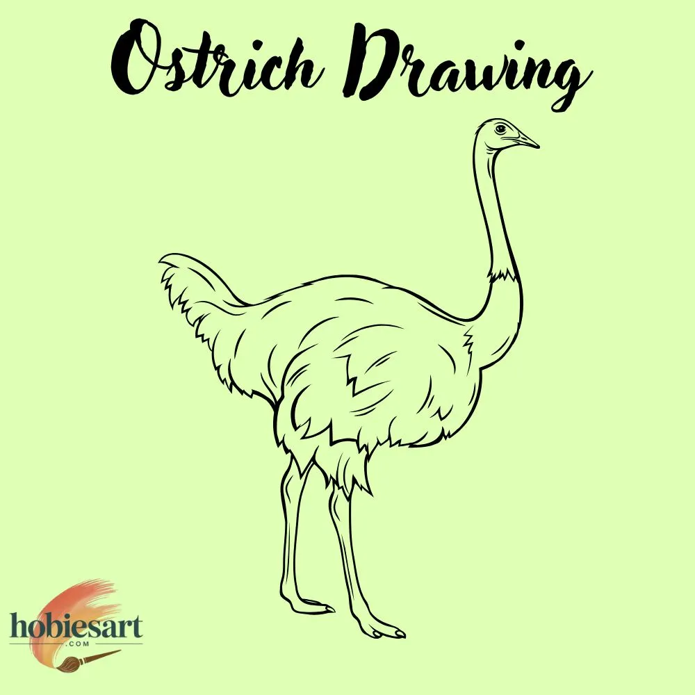Ostrich Drawing