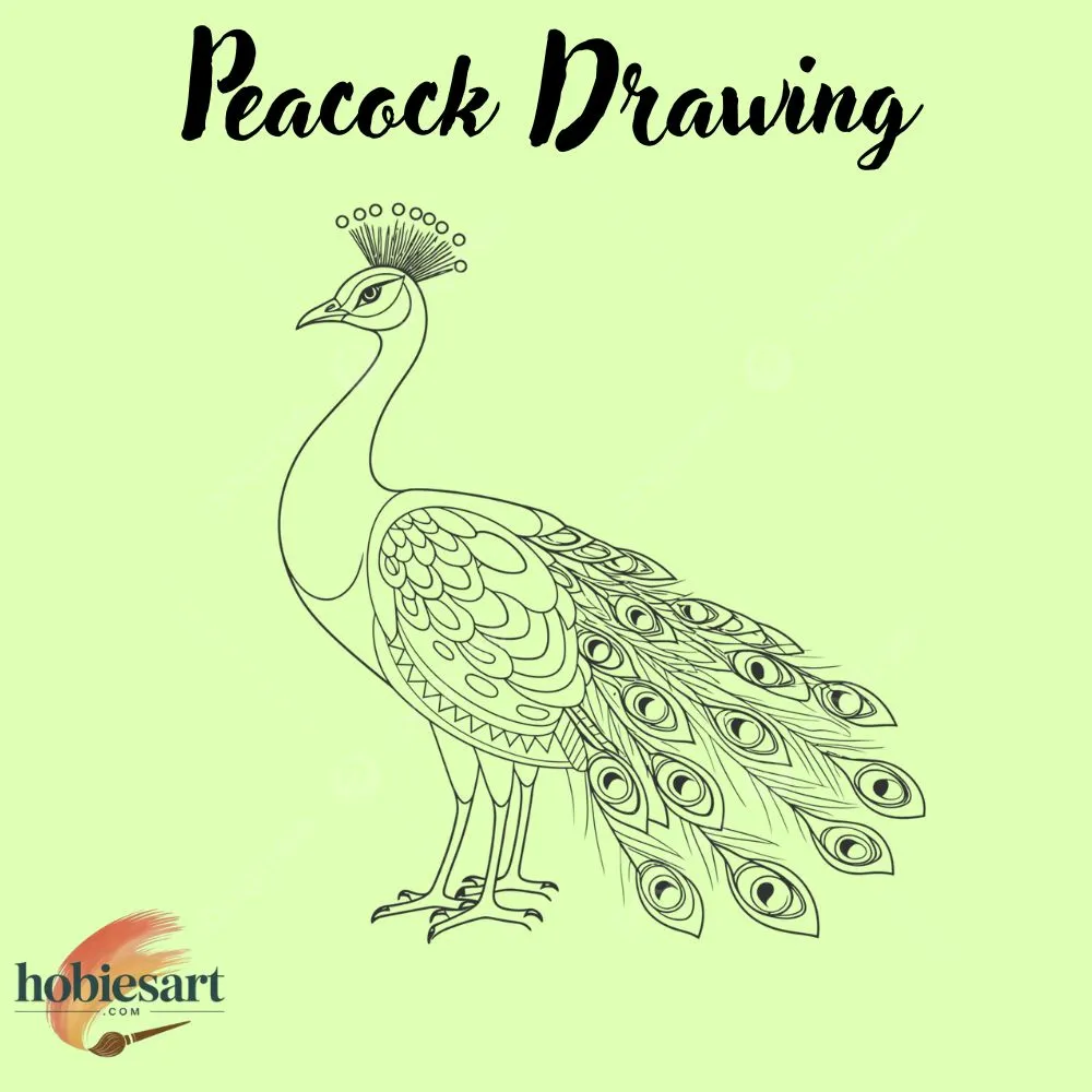 Peacock Drawing