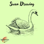 Swan Drawing
