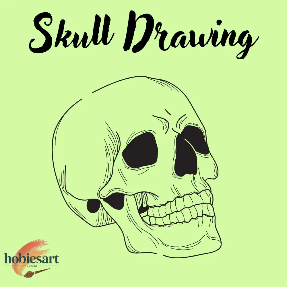Skull Drawing